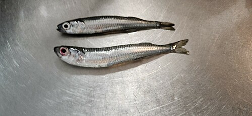 アカムツの釣果