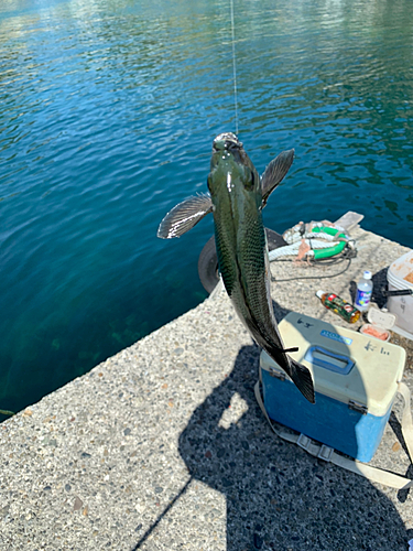 メジナの釣果