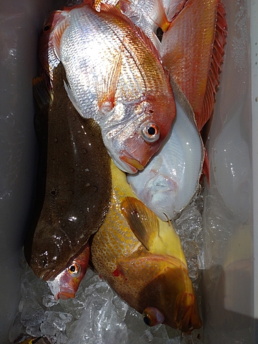 アオハタの釣果