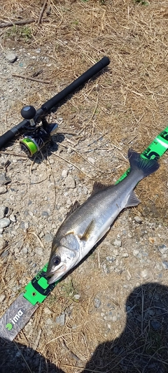 フッコ（マルスズキ）の釣果