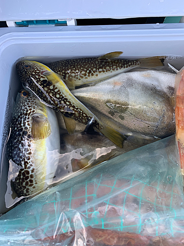 ショウサイフグの釣果