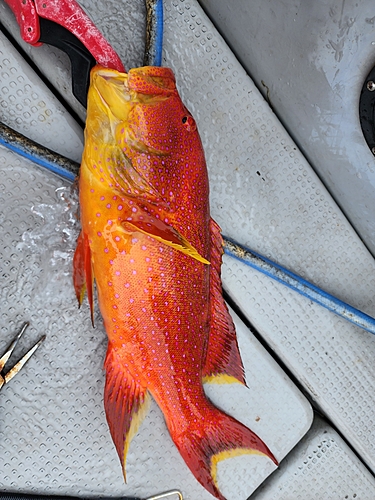 バラハタの釣果