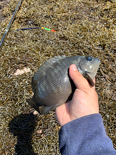 メジナの釣果