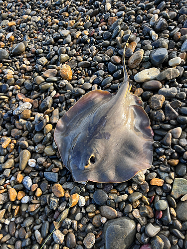 アカエイの釣果