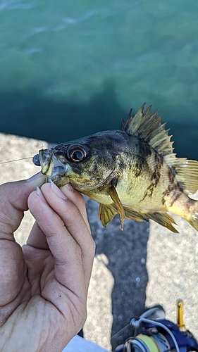 アカメバルの釣果