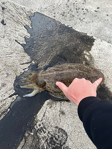 モンゴウイカの釣果