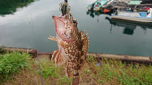 アラカブの釣果