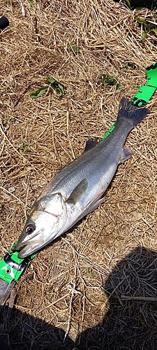 スズキの釣果