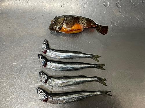 オニオコゼの釣果