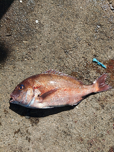 マダイの釣果