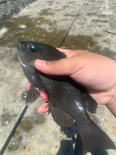 メジナの釣果