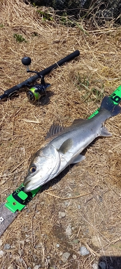 フッコ（マルスズキ）の釣果