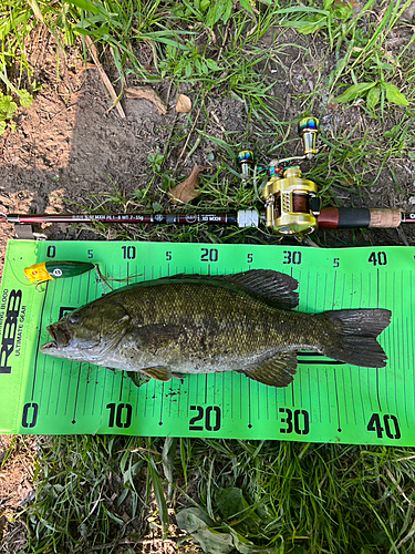 スモールマウスバスの釣果