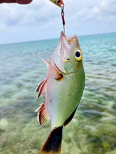 ヒメフエダイの釣果