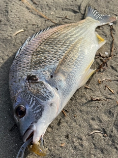 キビレの釣果