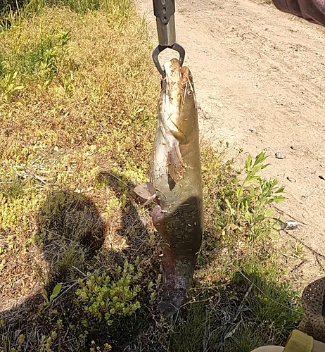 ナマズの釣果