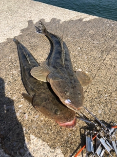 マゴチの釣果