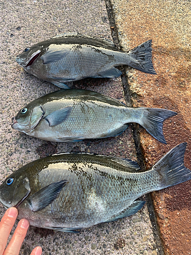 メジナの釣果