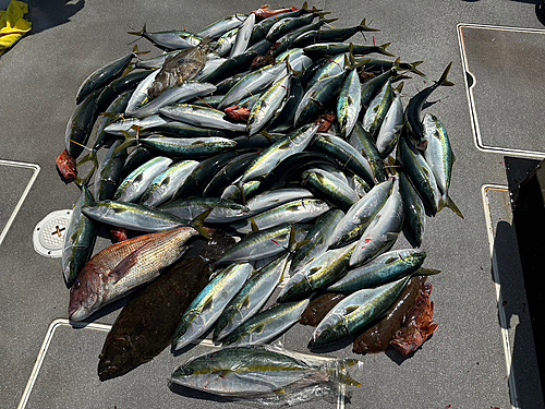 マダイの釣果