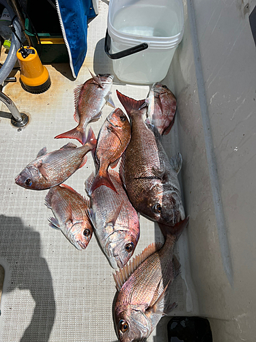 マダイの釣果