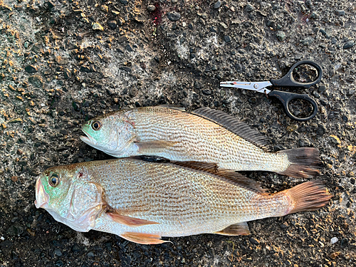 イシモチの釣果