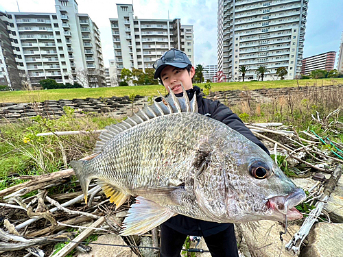 キチヌの釣果