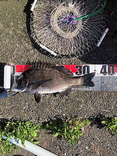 クロダイの釣果