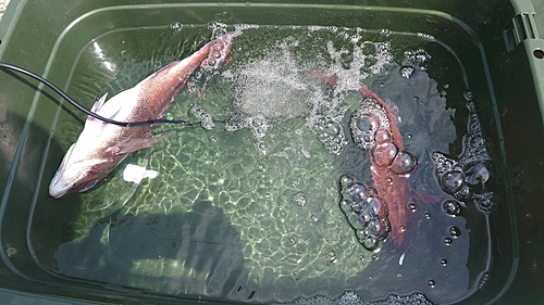 マダイの釣果