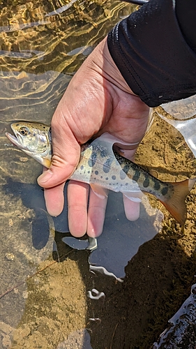 ヤマメの釣果