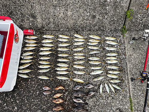 アジの釣果