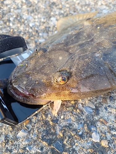 マゴチの釣果