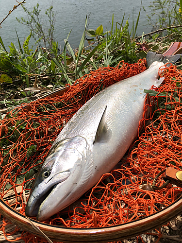 サクラマスの釣果