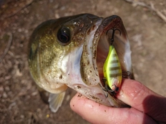 ブラックバスの釣果