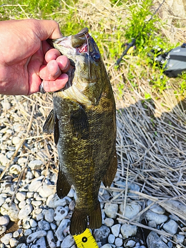 スモールマウスバスの釣果