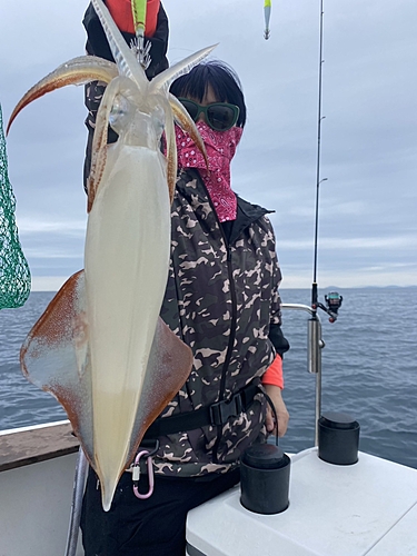 ケンサキイカの釣果