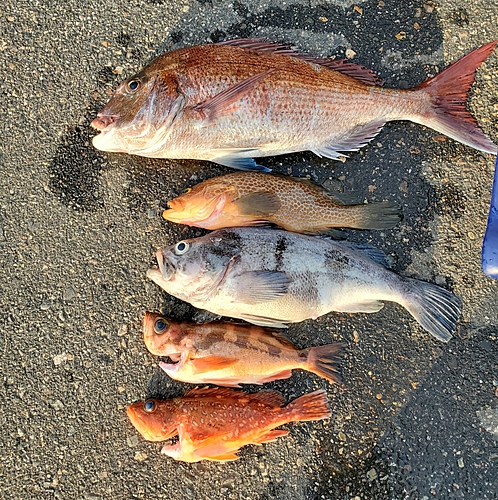 マダイの釣果