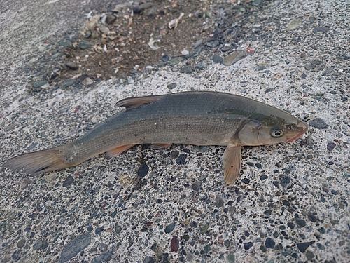 ウグイの釣果