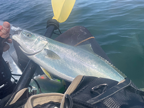 イナダの釣果