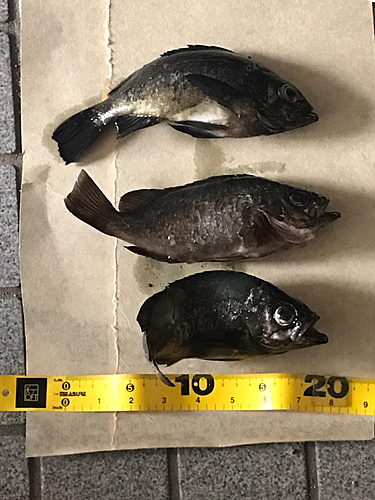 クロメバルの釣果