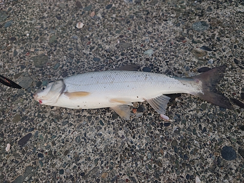 ウグイの釣果