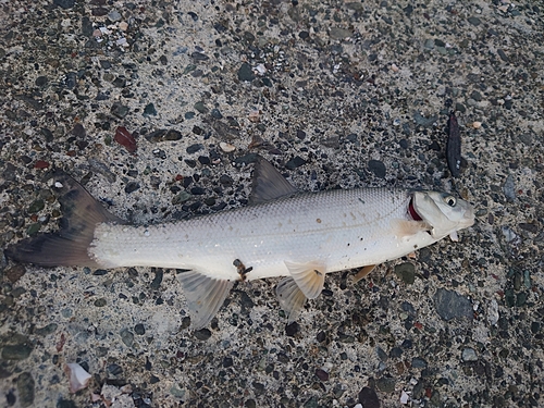 ウグイの釣果