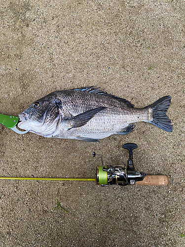 チヌの釣果