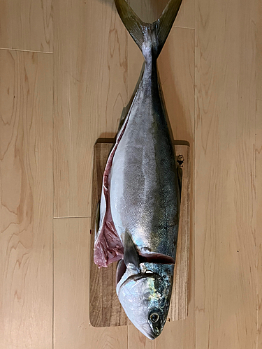 ハマチの釣果