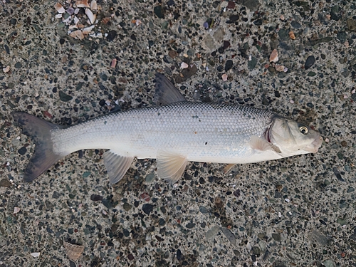 ウグイの釣果