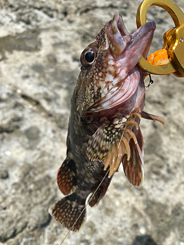 イソカサゴの釣果