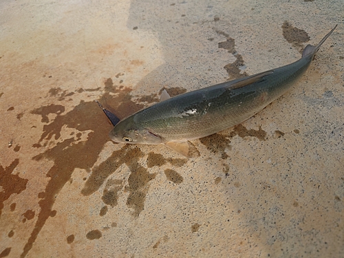 ウグイの釣果