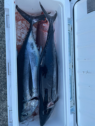 ビンチョウマグロの釣果