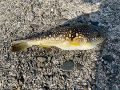 コモンフグの釣果