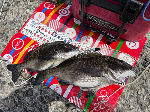 チヌの釣果