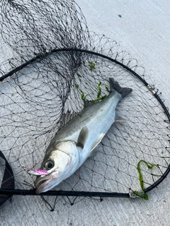 スズキの釣果